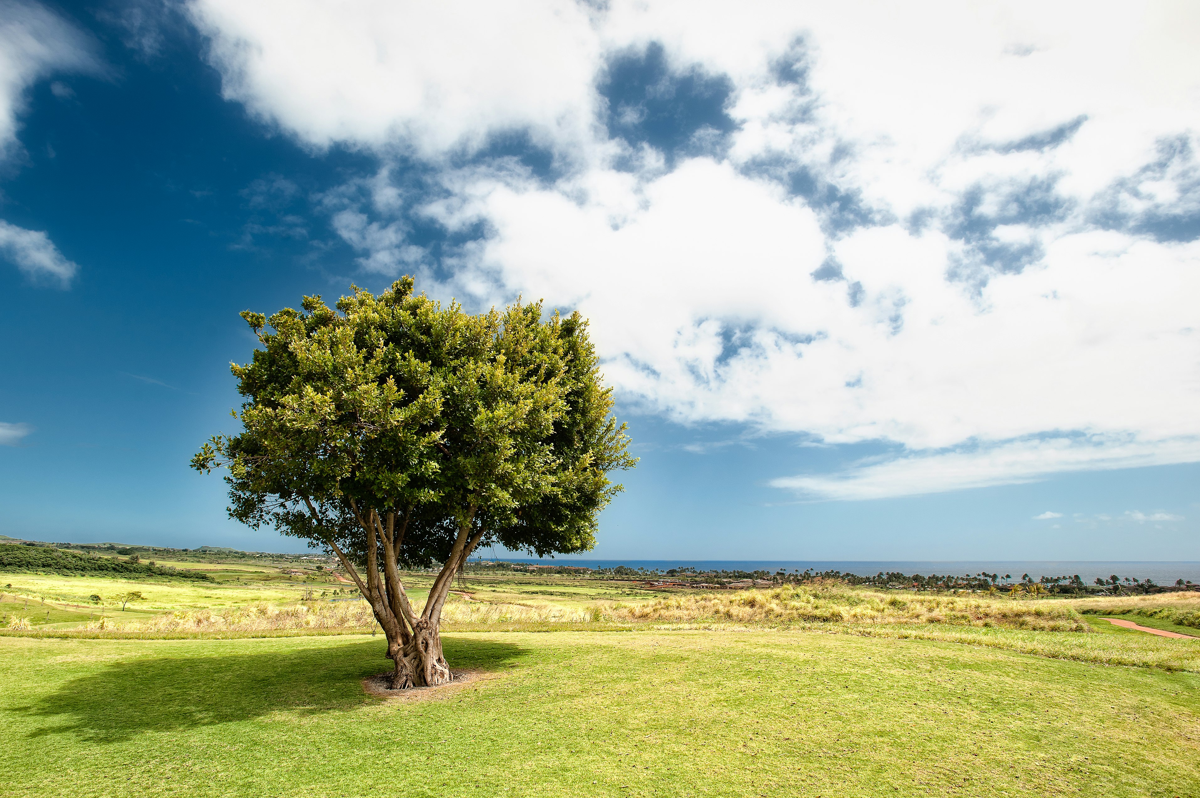 green leaf trees under blue sky